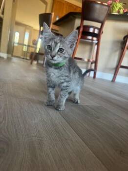 Sage - Earth Litter -  Dilute Tortoiseshell Cat Available for Adoption in Anthem, Arizona - Sage - Earth Litter | PetCurious