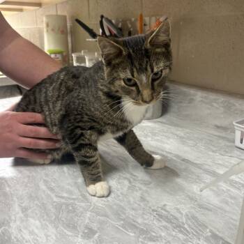 Fenix -  Domestic Short Hair Cat for Adoption in Lewisburg, West Virginia - Fenix | PetCurious