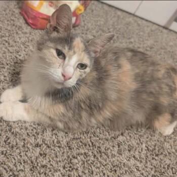 Adelle -  Domestic Medium Hair Cat for Adoption in Mount Vernon, Arkansas - Adelle | PetCurious