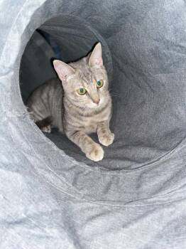 Yuyis -  Domestic Short Hair Cat Available for Adoption in South Pasadena, California - Yuyis | PetCurious