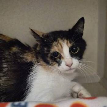 Picante -  Domestic Medium Hair Cat for Adoption in Sacramento, California - Picante | PetCurious