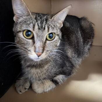 Liberty -  Domestic Short Hair Cat for Adoption in Madisonville, Kentucky - Liberty | PetCurious