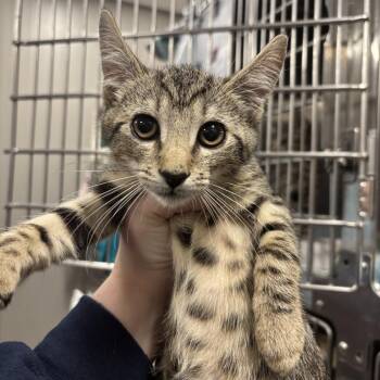Lexicon -  Domestic Short Hair Cat for Adoption in Wilmington, Delaware - Lexicon | PetCurious