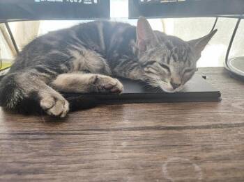 Domestic Short Hair Cats Available for Adoption in St. Helens, Oregon - 25-11 Mini | PetCurious