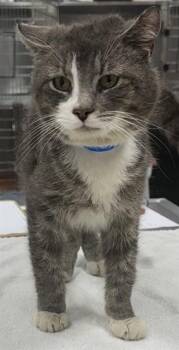 LANGSTON -  Domestic Short Hair Cat Available for Adoption - LANGSTON | PetCurious