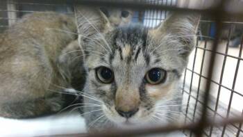 MUCHU -  Domestic Short Hair Cat for Adoption in Doral, Florida - MUCHU | PetCurious