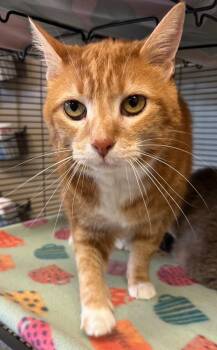 Simba -  Domestic Short Hair Cat for Adoption in Blountville, Tennessee - Simba | PetCurious