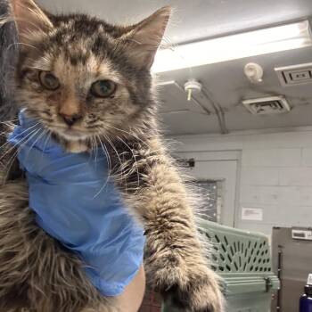 Maudie -  Domestic Short Hair Cat for Adoption in Summerville, South Carolina - Maudie | PetCurious