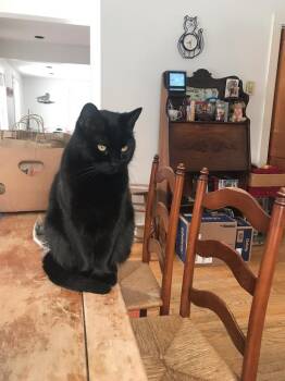 Bear -  Domestic Short Hair Cat for Adoption in Cumberland, Maine - Bear | PetCurious