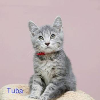 Tuba -  Domestic Short Hair Cat for Adoption in Parma, Ohio - Tuba | PetCurious