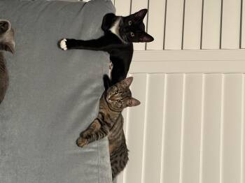 Rescue Domestic Short Hair Cats for Adoption in Morgan Hill, California - Jelly Bean And Gum Drop | PetCurious