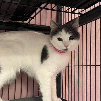Domestic Short Hair Cats Available for Adoption - Rumi | PetCurious