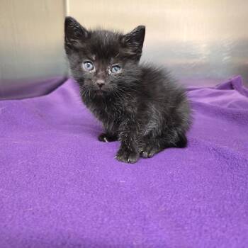 Aldean -  Domestic Short Hair Cat for Adoption in Newport, Tennessee - Aldean | PetCurious
