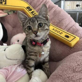 Cindy -  Domestic Short Hair Cat for Adoption in Las Vegas, Nevada - Cindy | PetCurious
