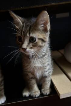 Hamlin -  American Shorthair Cat for Adoption in Tampa, Florida - Hamlin | PetCurious