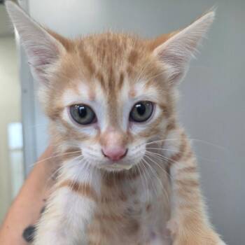 Pebbles -  Domestic Short Hair Cat for Adoption in Sand Springs, Oklahoma - Pebbles | PetCurious
