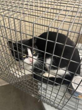 FESTUS -  Domestic Short Hair Cat for Adoption in Clyde, North Carolina - FESTUS | PetCurious
