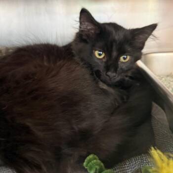 Python -  Domestic Short Hair Cat for Adoption in Chicago, Illinois - Python | PetCurious
