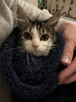 Rescue Domestic Medium Hair and Tabby Cats for Adoption in Dallas, Texas - Junius | PetCurious