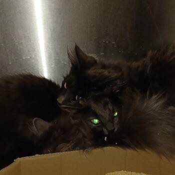 Domestic Long Hair Cats Available for Adoption in Oak Park, Illinois - Javadi/OPAC6687 | PetCurious