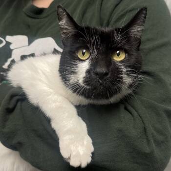 Rescue Domestic Short Hair Cats for Adoption in Hopkinton, Massachusetts - Arabelle | PetCurious