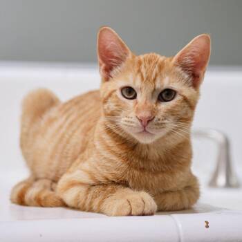 Mojo Jojo -  Domestic Short Hair Cat for Adoption in Long Beach, California - Mojo Jojo | PetCurious