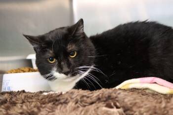 Domestic Short Hair Cats Available for Adoption - Rolo | PetCurious