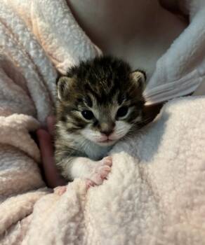 Domestic Short Hair Cats Available for Adoption in Bemidji, Minnesota - Pharaoh | PetCurious