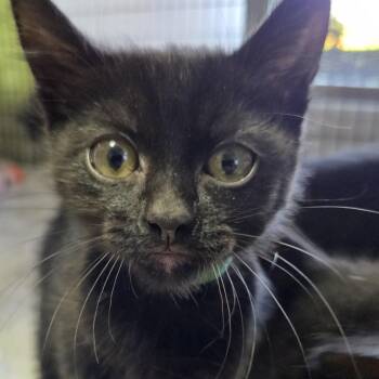 Ilwaco (green) -  Domestic Short Hair Cat for Adoption in Belfair, Washington - Ilwaco (green) | PetCurious