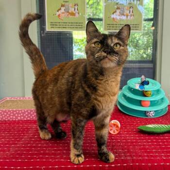 Elena -  Domestic Short Hair Cat for Adoption - Elena | PetCurious