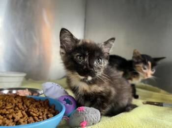 Nadia -  Domestic Short Hair Cat for Adoption in Murray, Kentucky - Nadia | PetCurious