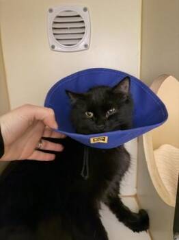 Domestic Long Hair Cats Available for Adoption - Miranda | PetCurious