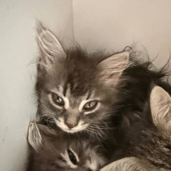 Domestic Short Hair Cats Available for Adoption in Kanab, Utah - Chiclet | PetCurious