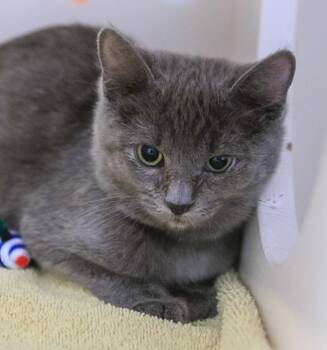 Felicity -  Domestic Short Hair Cat for Adoption in Golden, Colorado - Felicity | PetCurious