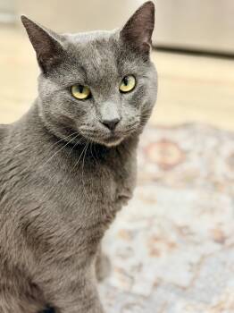 Russian Blue Cats Available for Adoption in Camden, South Carolina - Bob Barker | PetCurious