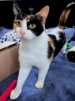 Calico Cats Available for Adoption in Franklin, Tennessee - FRECKLES | PetCurious