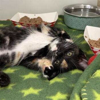 Sonnet -  Domestic Short Hair Cat for Adoption in Hawthorne, California - Sonnet | PetCurious