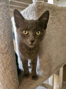 Gandalf -  Domestic Short Hair Cat for Adoption in Green Valley, Arizona - Gandalf | PetCurious