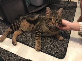 Domestic Short Hair Cats Available for Adoption - Rub-A-Dub | PetCurious