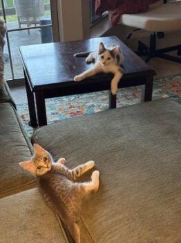 Sherman -  Domestic Short Hair Cat for Adoption in Fairfax, Virginia - Sherman | PetCurious