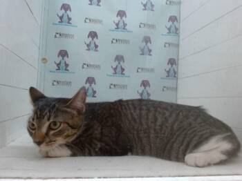 ROBIN -  Domestic Short Hair Cat for Adoption in Orlando, Florida - ROBIN | PetCurious