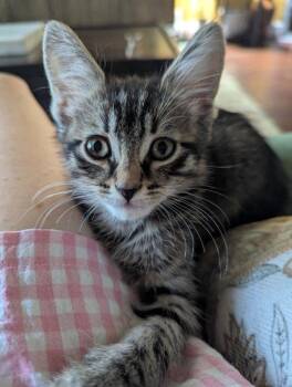 Hamilton -  Domestic Short Hair Cat for Adoption in Oviedo, Florida - Hamilton | PetCurious