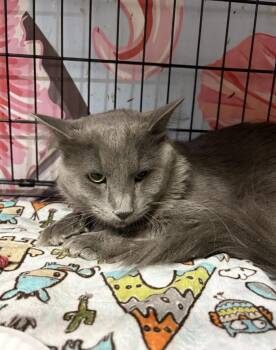 Rescue Domestic Medium Hair Cats for Adoption in Chicago, Illinois - Punky | PetCurious