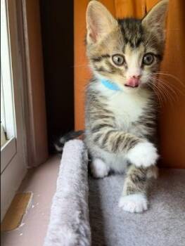 Finn -  Domestic Short Hair Cat for Adoption in Nashville, Tennessee - Finn | PetCurious