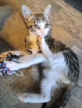 Nutmeg (the spice is right) -  Domestic Short Hair Cat for Adoption in Houston, Texas - Nutmeg (the Spice Is Right) | PetCurious