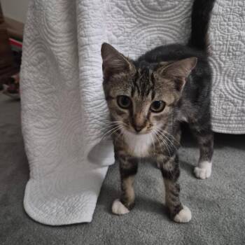 Shoestring -  Domestic Short Hair Cat for Adoption in Starkville, Mississippi - Shoestring | PetCurious