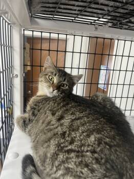 Rescue Domestic Short Hair Cats for Adoption in Salmon, Idaho - Dumbo | PetCurious