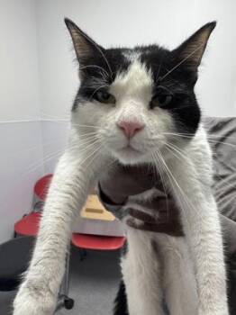 Trixie Mixie -  Domestic Short Hair Cat for Adoption in West Chester, Pennsylvania - Trixie Mixie | PetCurious