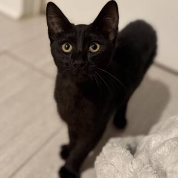 Inky -  Domestic Short Hair Cat for Adoption in Cumming, Georgia - Inky | PetCurious