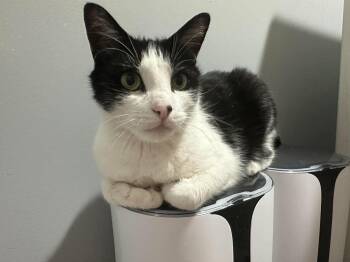 Artemus -  American Shorthair Cat for Adoption in Philadelphia, Pennsylvania - Artemus | PetCurious